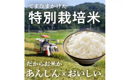 莉、蜥7蟷エ逕」 迚ケ蛻・譬ス蝓ケ邀ウ繧ウ繧キ繝偵き繝ェ 荳ケ蠕梧、ソシ井コャ荳ケ蠕梧」ョ譛ャ逕」シ 2kg