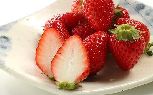 【数量限定】京都丹後産 完熟いちご（かおりの） 2パック（2026年3月中旬～発送）  農家直送 イチゴ 苺 期間限定 フルーツ くだもの 果物 ストロベリー