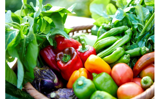 【先行予約：7月配送】＜てんとうむしばたけ＞夏のオーガニック野菜セット　有機野菜6～7種前後