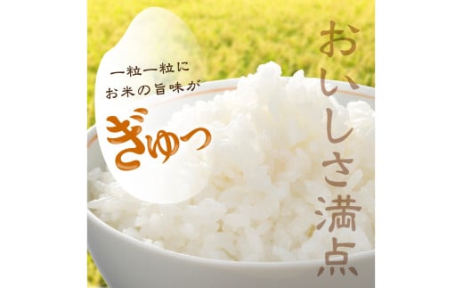 2025年産 京都・久美浜産 特別栽培米コシヒカリ 1.5kg×2袋