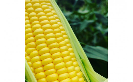 ＜てんとうむしばたけ＞有機とうもろこし5本　有機野菜 甘い 野菜 ふるさと納税 とうもろこし 期間限定 とうもろこしごはん かき揚げ 有機 オーガニック 産地直送 旬野菜 旬 コーン バター ペッパーランチ シャキシャキ 弾ける 丸ごと かぶりつき