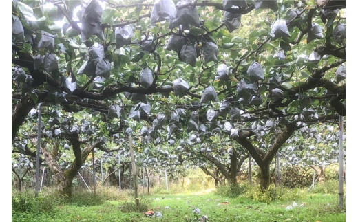 【先行予約／数量限定20】晩三吉梨 優品 5kg（8～16玉入り）（2026年1月上旬～発送）