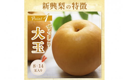 【先行予約／数量限定150】京丹後産 新興梨 5kg（8～14玉入り）（2026年10月中旬～発送）