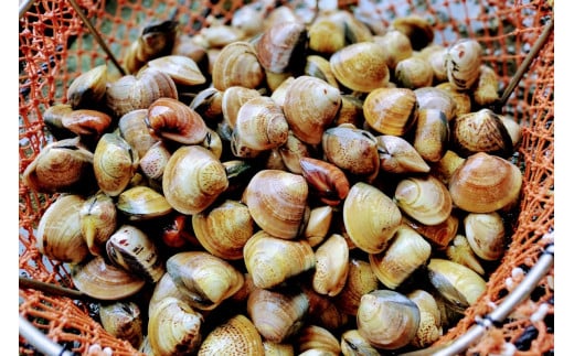 畜養活はまぐり 2kg