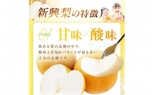 【先行予約／数量限定700】新興梨（訳あり） 5kg （7～12玉）（2026年9月下旬～発送）