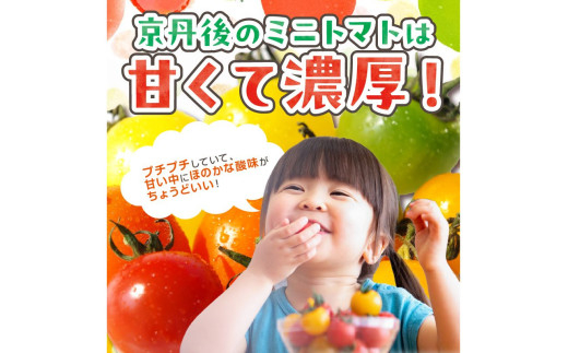 【先行予約】訳あり 宝石のような輝き！カラフルミニトマト 約1.5kg（秋冬）（2026年10月上旬～発送）