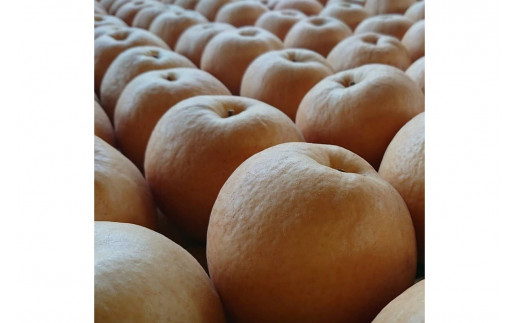 【先行予約／数量限定100】新興梨　5kg（2026年10月中旬～発送）