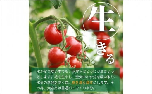 【先行予約】やりすぎトマト（4パック計約1kg）（夏季）（2026年6月上旬以降発送）