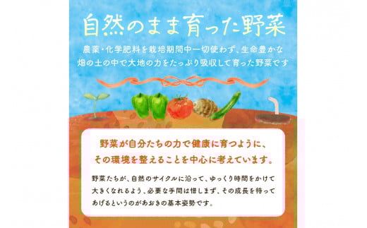 【数量限定】自然栽培野菜セット（陽だまり）