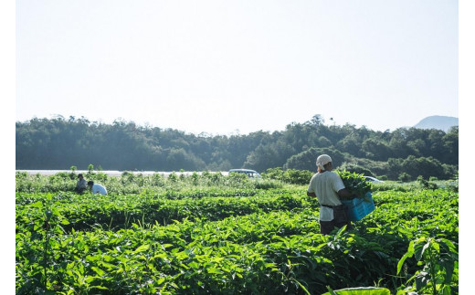 ＜てんとうむしばたけ＞オーガニック野菜セット　有機野菜6～7種(2人用)