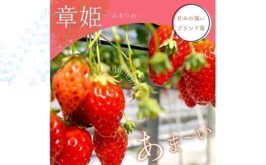 【京丹後産いちご章姫】農園直送便！新鮮大粒いちご 2パック ギフト箱入り／北畿水産