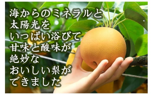 【先行予約／数量限定80】京丹後産 新興梨 大玉 5kg（6～10玉入り）（2026年10月上旬～発送）