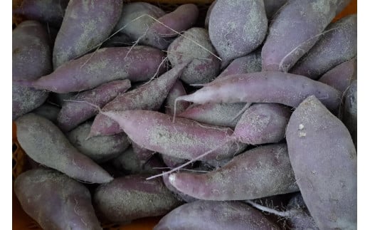 【先行予約】京都京丹後産さつまいも 訳あり 土付き 金時芋 5kg（2025年11月中旬～発送）