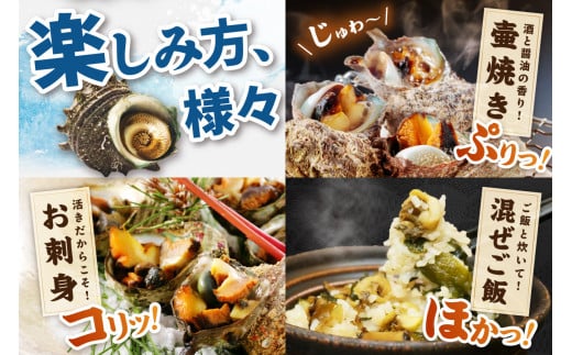 最高鮮度の生きたまま発送！日本海荒波育ち京丹後産さざえ2kg/北畿水産 貝類 魚介類 さざえ サザエ 京丹後産 活サザエ お刺身 刺身 さしみ 美味しい 壺焼きふるさと納税 さざえ ふるさと納税 活さざえ ふるさと納税 さざえ　HK00271