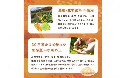 【年4回定期便】春夏秋冬自然栽培野菜セット(年4回)4～5人用