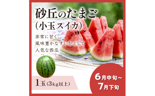 JA京都がおすすめする京丹後フルーツ定期便～琴引コース～（2026年6月中旬～発送）  京のブランド産品 メロン めろん 梨 なし ナシ スイカ 西瓜 すいか 国産 砂丘 甘い 高糖度 高級 期間限定 ふるさと納税 フルーツ 先行予約 お取り寄せ 農協