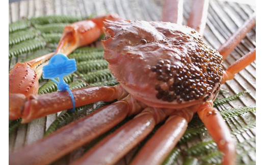 【厳選！！タグ付きブランド】茹で松葉かに 鮮度抜群、釜茹でにてお届け！！ 800g級×2杯