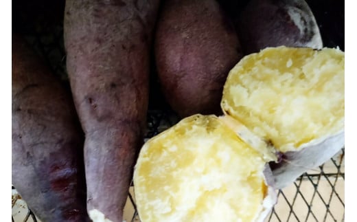 【先行予約】京都京丹後産さつまいも 訳あり 土付き 金時芋 5kg（2025年11月中旬～発送）