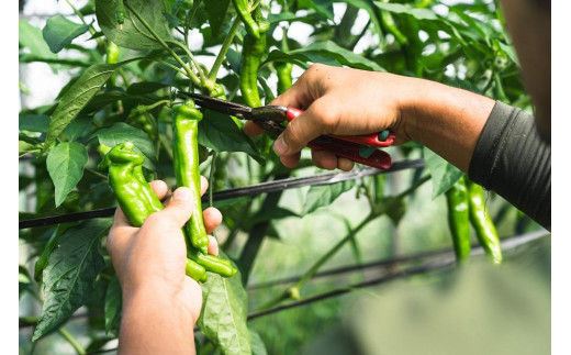 ã幎4åå®æäŸ¿ãïŒãŠããšãããã°ããïŒãªãŒã¬ããã¯éèã»ãããææ©éè6ïœ7çš®(2人çš)