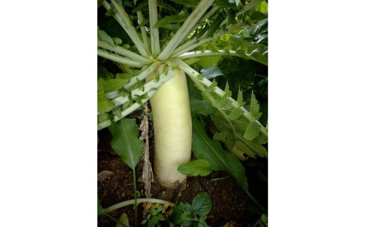 【先行予約】京丹後冬鍋野菜セット（2026年11月上旬～発送）