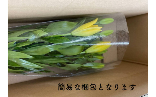 京丹後すかしユリ　色お任せ10本（30～35輪）（2026年9月下旬～発送）　NG00013