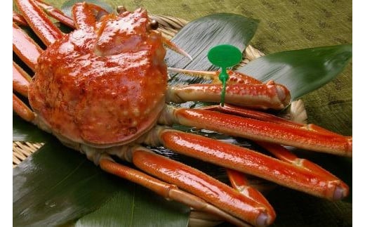 京䞹åŸåžç£ è¹ã§é人è¹ãå³éžãäžå€§ãµã€ãºtaizakani800ãé人ãã« é人ã¬ã éäººè¹ ããããã« ãããã¬ã