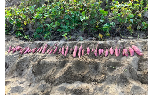 【先行予約／数量限定】京丹後産 土付き 紅はるか（さつまいも） 5kg（2026年11月上旬～発送）