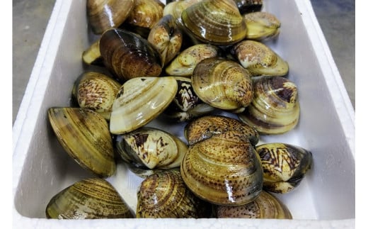 畜養活はまぐり 3kg