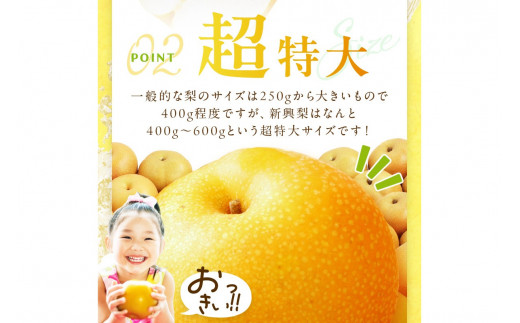 【先行予約／数量限定700】新興梨（訳あり） 5kg （7～12玉）（2026年9月下旬～発送）