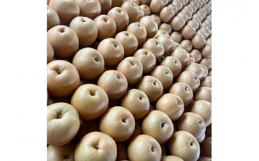 【先行予約／数量限定100】新興梨　5kg（2026年10月中旬～発送）