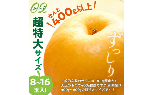 【先行予約／数量限定50】新興梨 秀品 5kg（8～16玉入り）（2026年10月上旬～発送）