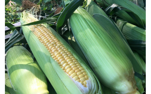＜てんとうむしばたけ＞有機とうもろこし5本　有機野菜 甘い 野菜 ふるさと納税 とうもろこし 期間限定 とうもろこしごはん かき揚げ 有機 オーガニック 産地直送 旬野菜 旬 コーン バター ペッパーランチ シャキシャキ 弾ける 丸ごと かぶりつき