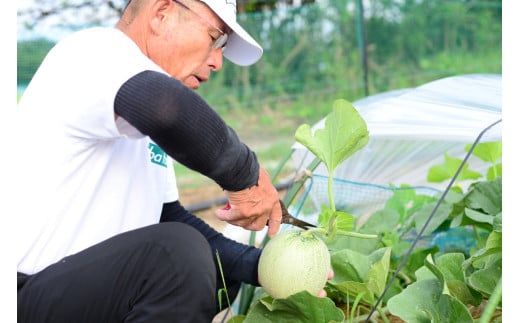 【先行予約】 年間生産量200玉の最上級メロン「新芳露-幻-」（2026年7月下旬～発送）
