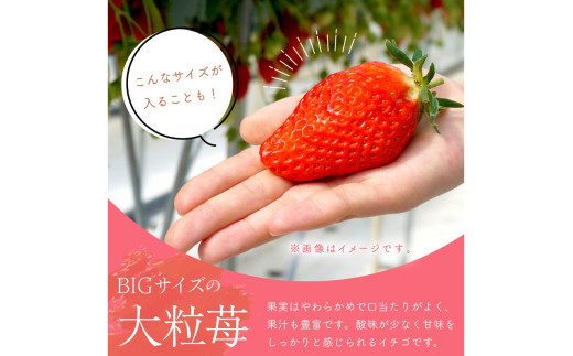 【京丹後産いちご章姫】農園直送便！新鮮大粒いちご 2パック ギフト箱入り／北畿水産