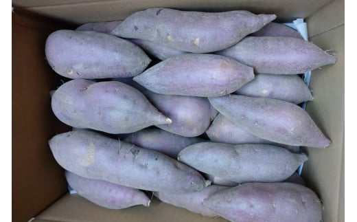 【先行予約】京都丹後砂丘育ち にしまる金時芋 3kg（2026年12月上旬～発送） 芋 国産 京丹後産 サツマイモ 薩摩芋 サツマ芋 さつま芋 きんとき ふるさと納税 先行予約 ふるさと納税 さつまいも 焼き芋 焼きいも