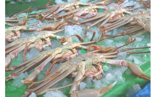 京䞹åŸåžç£ 掻ãé人è¹ãå³éžã倧ãµã€ãºtaizakani900ãé人ãã« é人ã¬ã éäººè¹ ããããã« ãããã¬ã