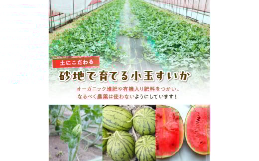 【先行予約／数量限定200】にしまるスイカ 秀品 2玉入り（露地栽培）（2026年7月中旬から発送）