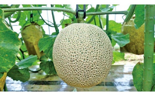 【先行予約／数量限定】京都丹後産 セリーヌメロン 1玉入り（2026年7月～発送）