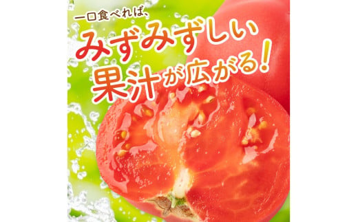 京䞹åŸç£ 倧çããã 1kgä»¥äž æ¥å€çºéïŒ2026幎5æäžæ¬ïœçºéïŒ ããã 倧ç 倧çããã ãµãããšçŽçš éè ãéè 1kg éè 京éè çç£è
å¿æŽ èŸ²å®¶å¿æŽ éæç¡æ