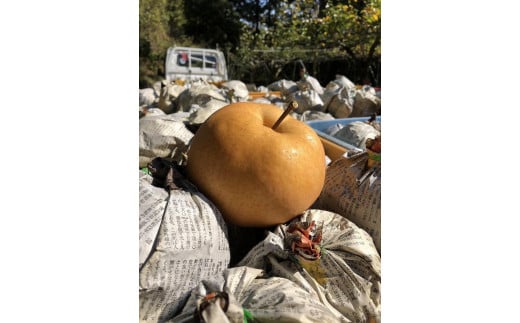 【先行予約／数量限定100】【訳あり】愛宕梨 優品 5kg（5～12玉入り）（2026年11月下旬～発送）国産 あたご梨 5〜12 個  梨 なし 期間限定 ふるさと 納税 訳あり 規格外 フルーツ くだもの 果物 傷 農家直送 ふるさと納税 梨 訳あり