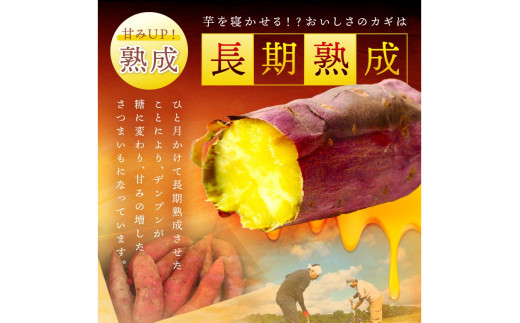 ＜てんとうむしばたけ＞有機さつまいも(紅はるか)5kg　有機野菜 さつま芋 サツマイモ 薩摩芋 ふるさと納税 野菜 イモ 期間限定 紅はるか 甘い 貯蔵 熟成 オーガニック ねっとり あまい焼き芋 国産 ほくほく 土付き 旬 秋 京都産