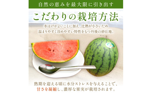 【先行予約／数量限定100】砂丘のたまご（小玉スイカ） 1玉（2026年6月中旬～発送）