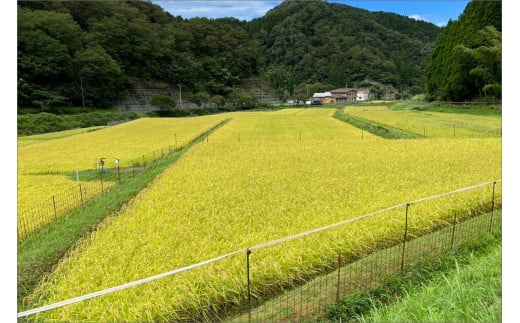 什å7å¹Žç£ äº¬äž¹åŸã»ééç£ãç°æžããã¡ã®ãããããç±³ åå
è£
2åÃ6è¢å
¥