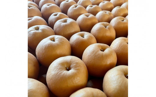 【先行予約／数量限定100】新興梨　5kg（2026年10月中旬～発送）