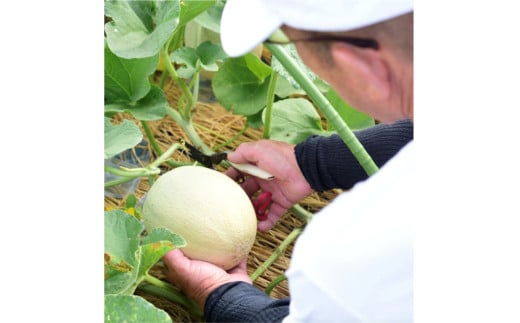【先行予約】 年間生産量200玉の最上級メロン「新芳露-幻-」（2026年7月下旬～発送）