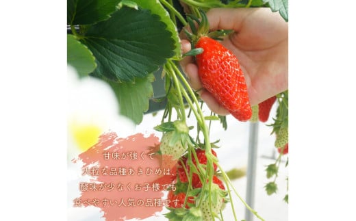 【京丹後産いちご章姫】農園直送便！新鮮大粒いちご 2パック ギフト箱入り／北畿水産