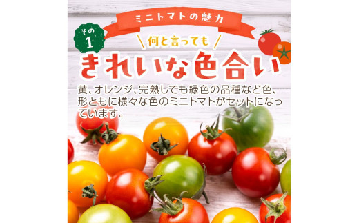 【先行予約】訳あり 宝石のような輝き！カラフルミニトマト 約1.5kg（春夏）（2026年5月下旬～発送）