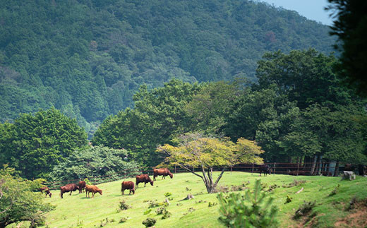 莠ャ縺溘s縺上m蜥檎央縺ョ縺吶″繧縺阪サ縺励c縺カ縺励c縺カ 500スシ2ス3莠コ蜑搾シ