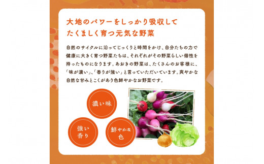 【数量限定】自然栽培野菜セット（陽だまり）