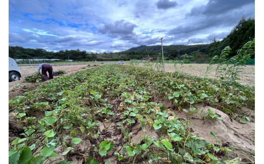 【先行予約／数量限定】京丹後産 土付き 紅はるか（さつまいも） 5kg（2026年11月上旬～発送）